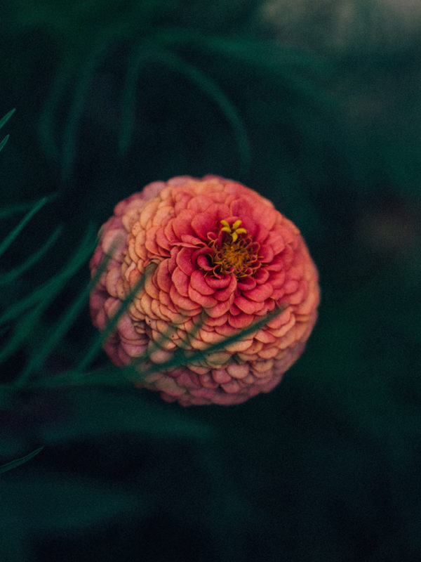 Products – Rosebud